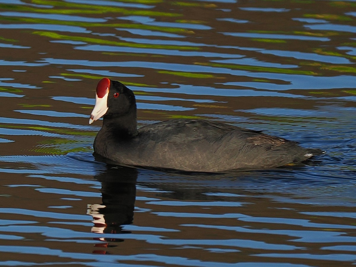 Hawaiian Coot - ML640008159