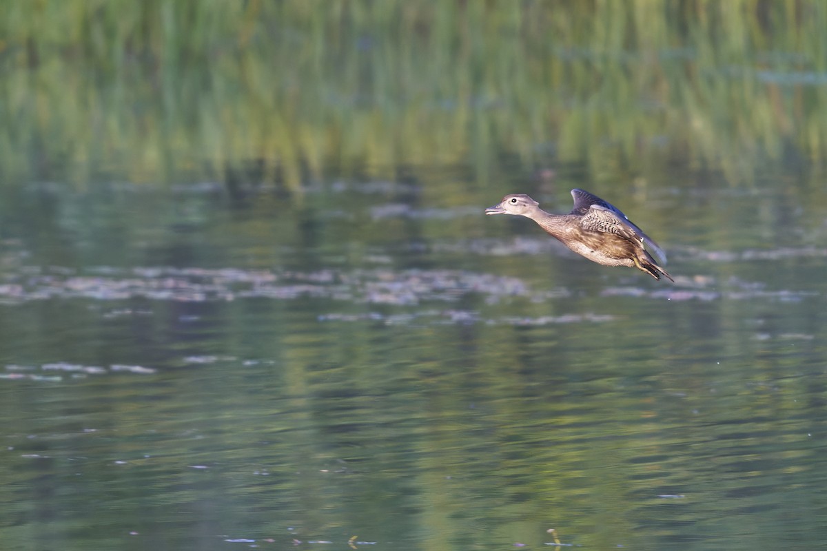 Wood Duck - ML640008230