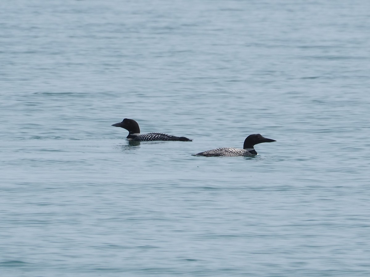 Common Loon - ML640008243