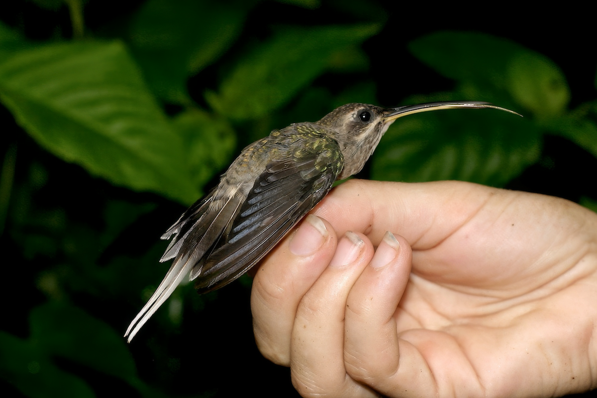 White-bearded Hermit - ML640008269
