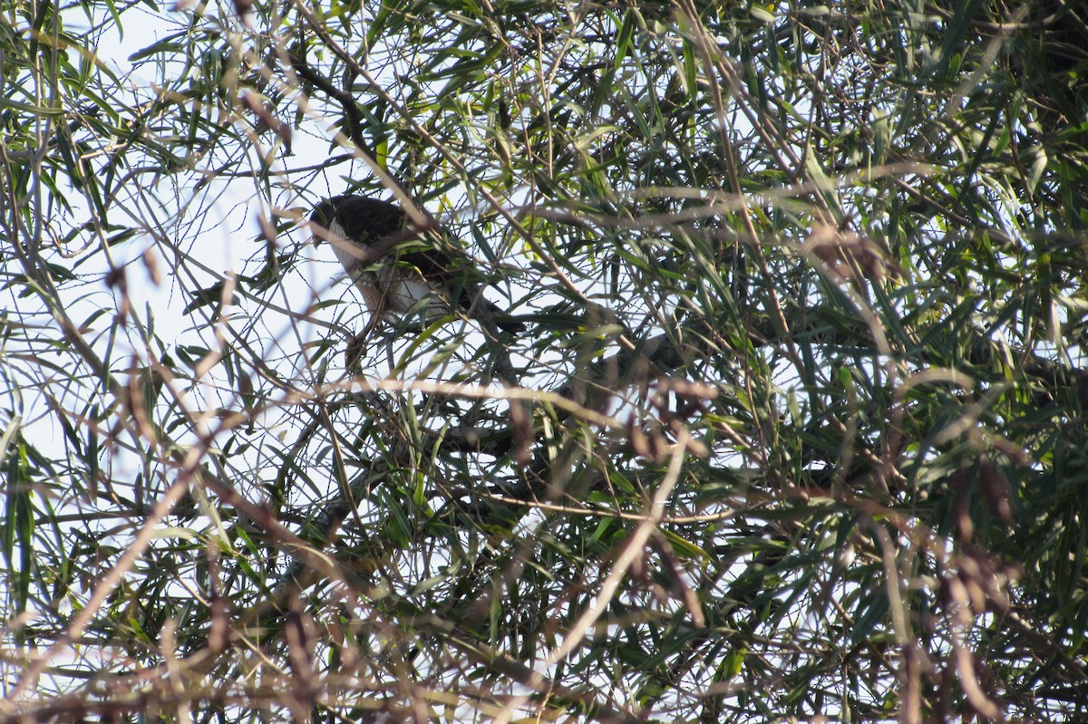 Roadside Hawk - ML640008272