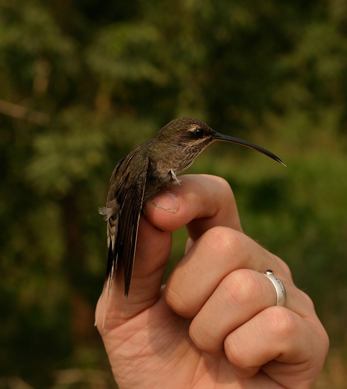 White-bearded Hermit - ML640008369
