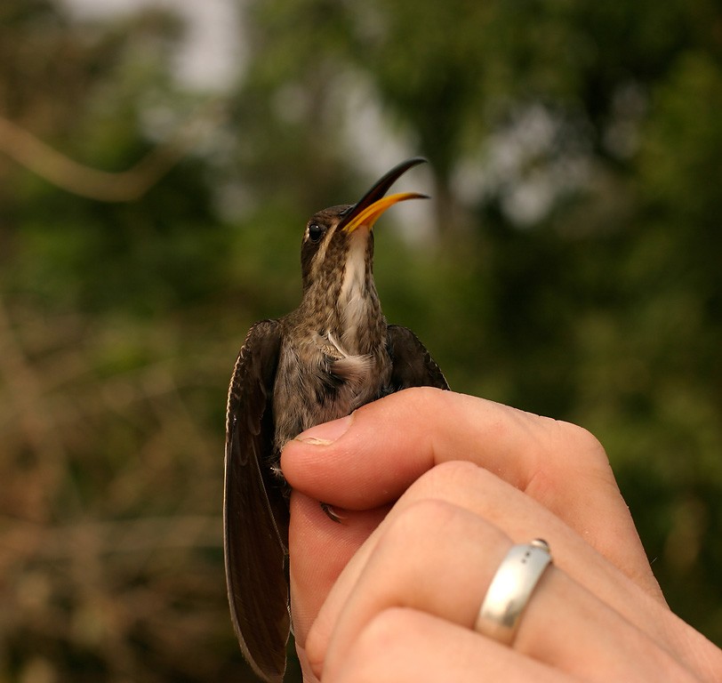 White-bearded Hermit - ML640008370