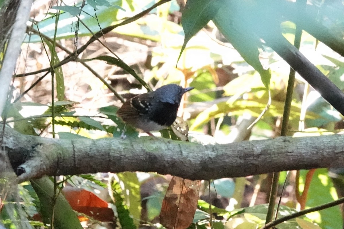 Chestnut-tailed Antbird (hemimelaena) - ML640008371