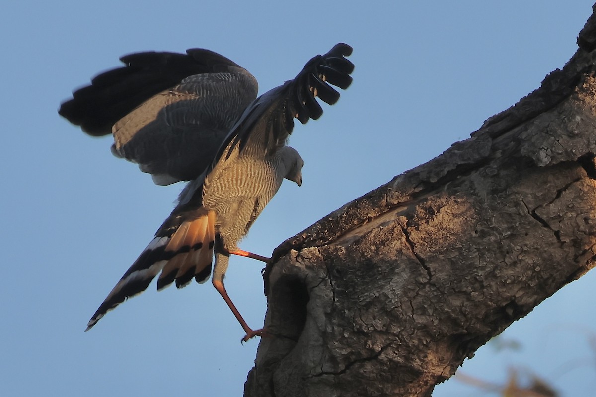 Crane Hawk - ML640008381