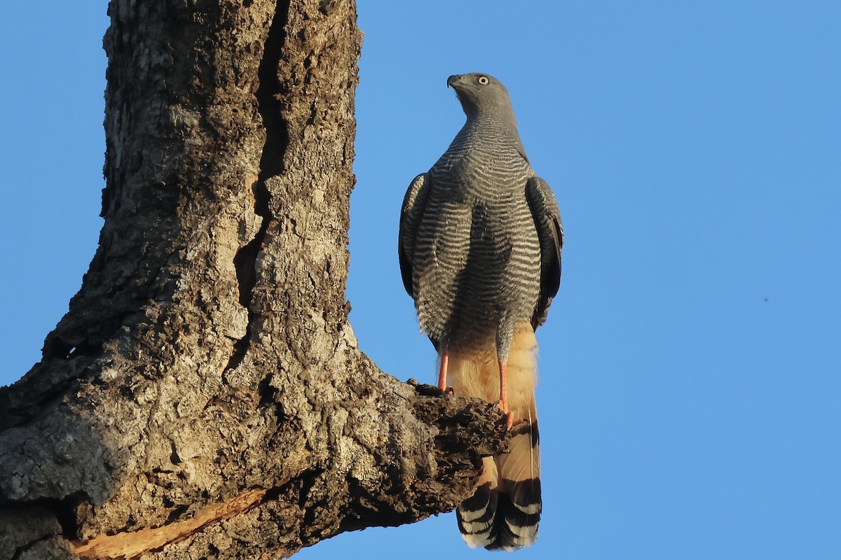 Crane Hawk - ML640008389