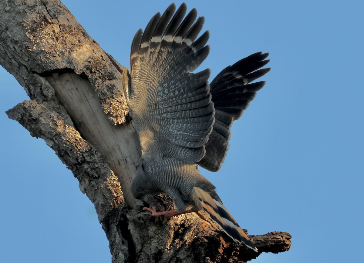 Crane Hawk - ML640008391