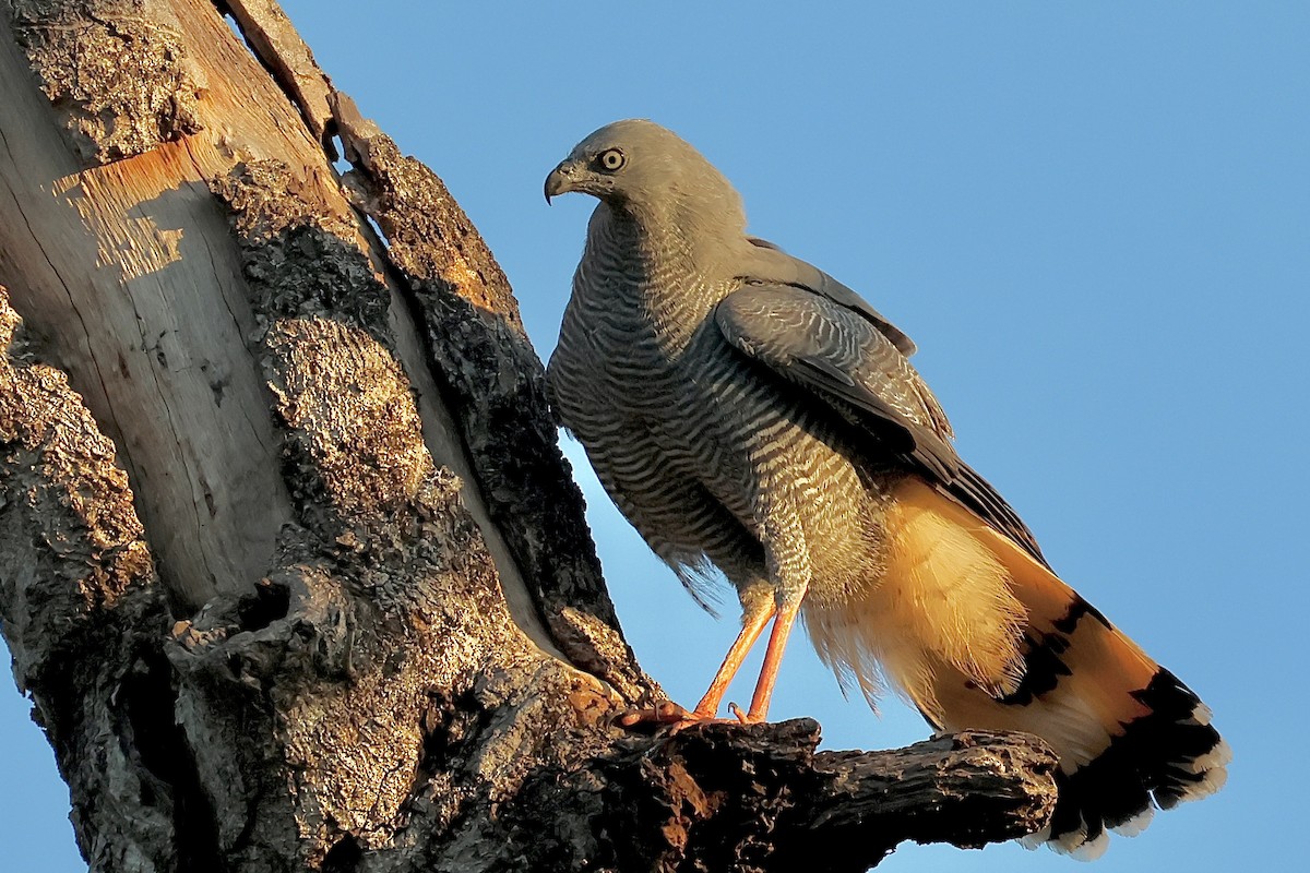 Crane Hawk - ML640008396