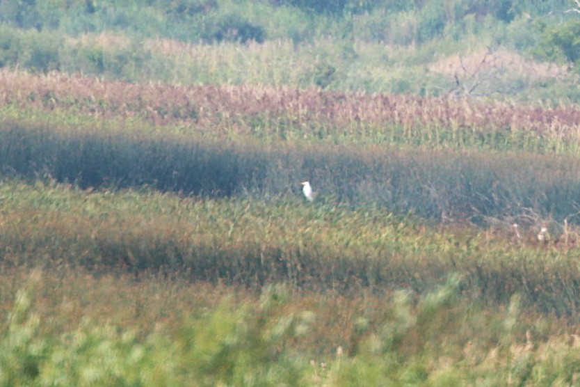 Цасч дэглий - ML640008409