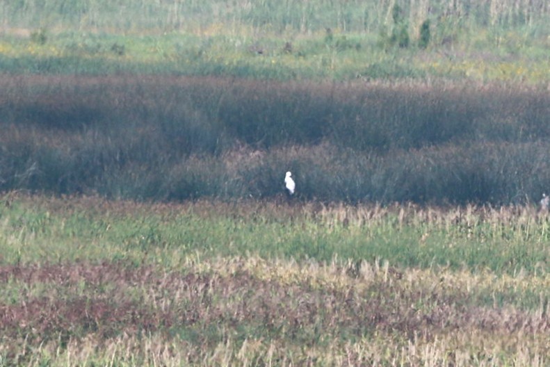 Цасч дэглий - ML640008410