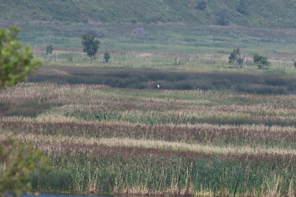 Цасч дэглий - ML640008412