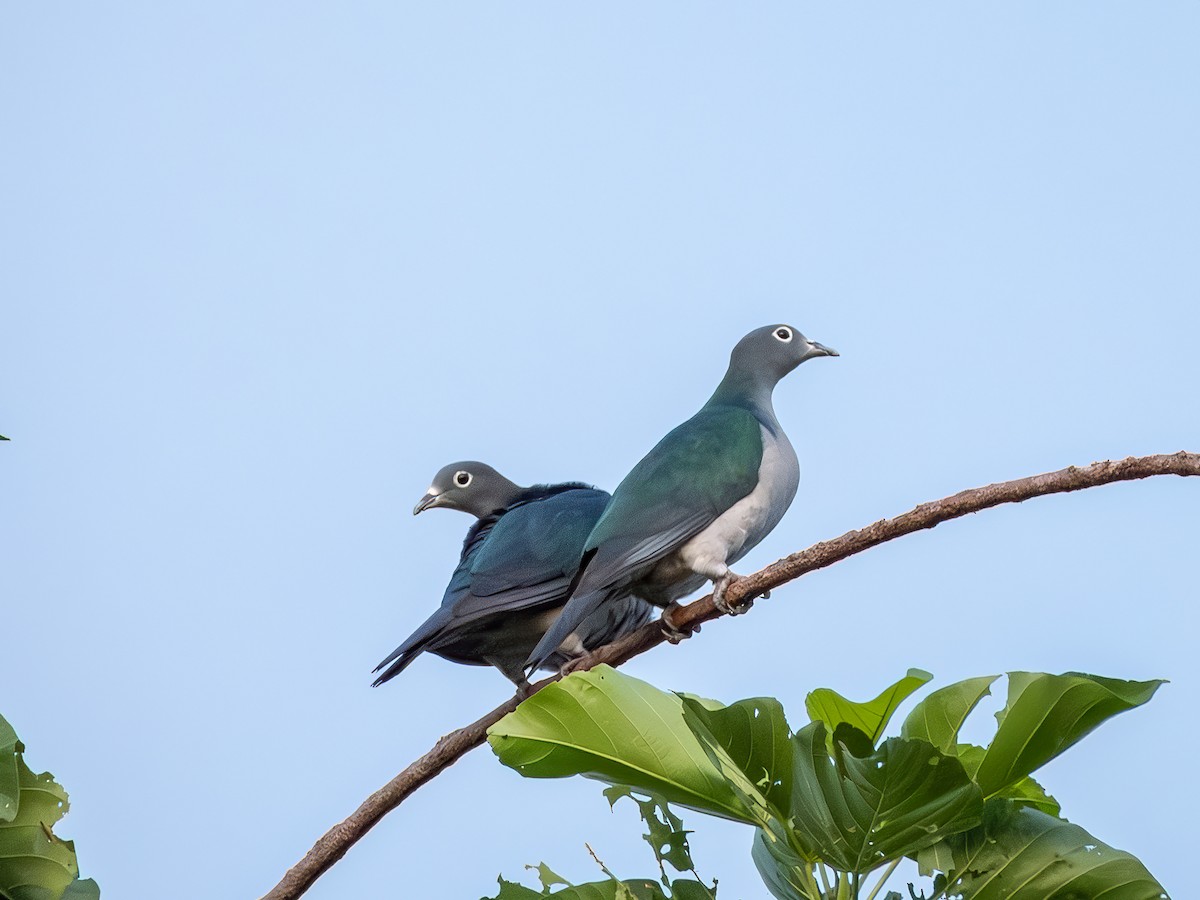 Spectacled Imperial-Pigeon - ML640008506