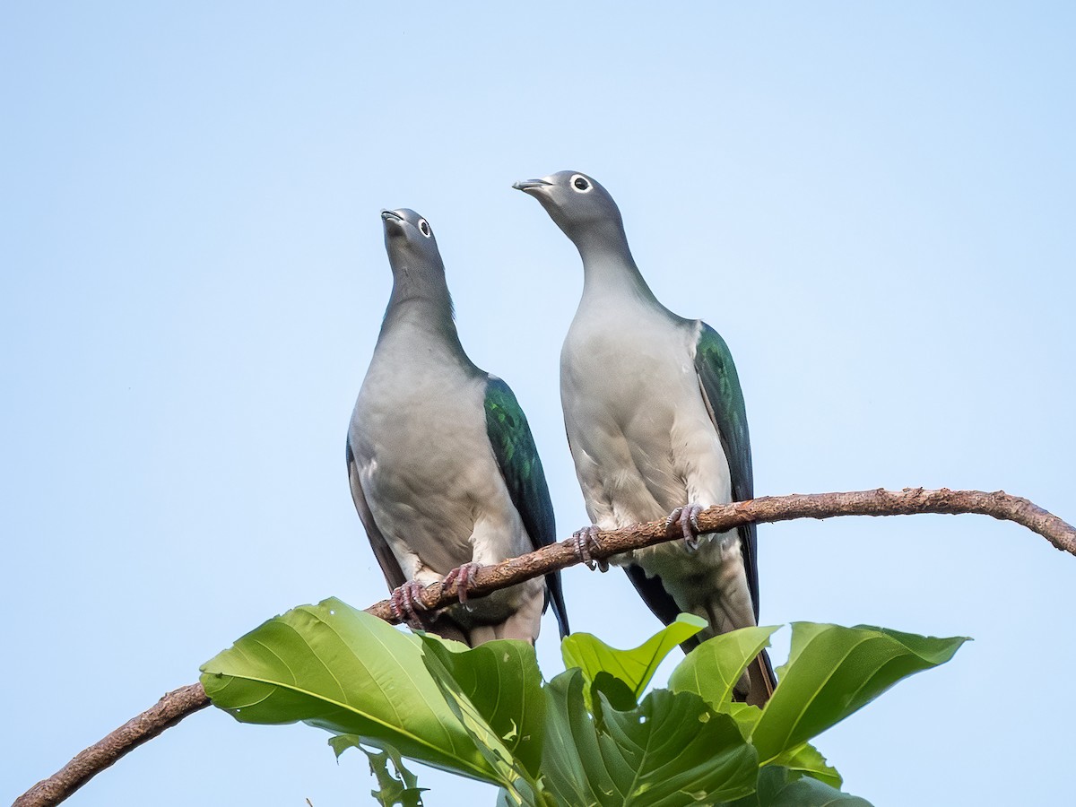 Spectacled Imperial-Pigeon - ML640008507