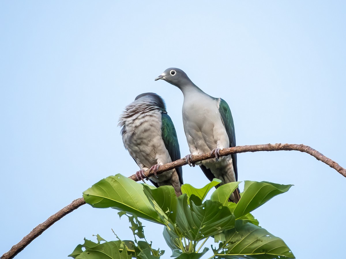 Spectacled Imperial-Pigeon - ML640008508