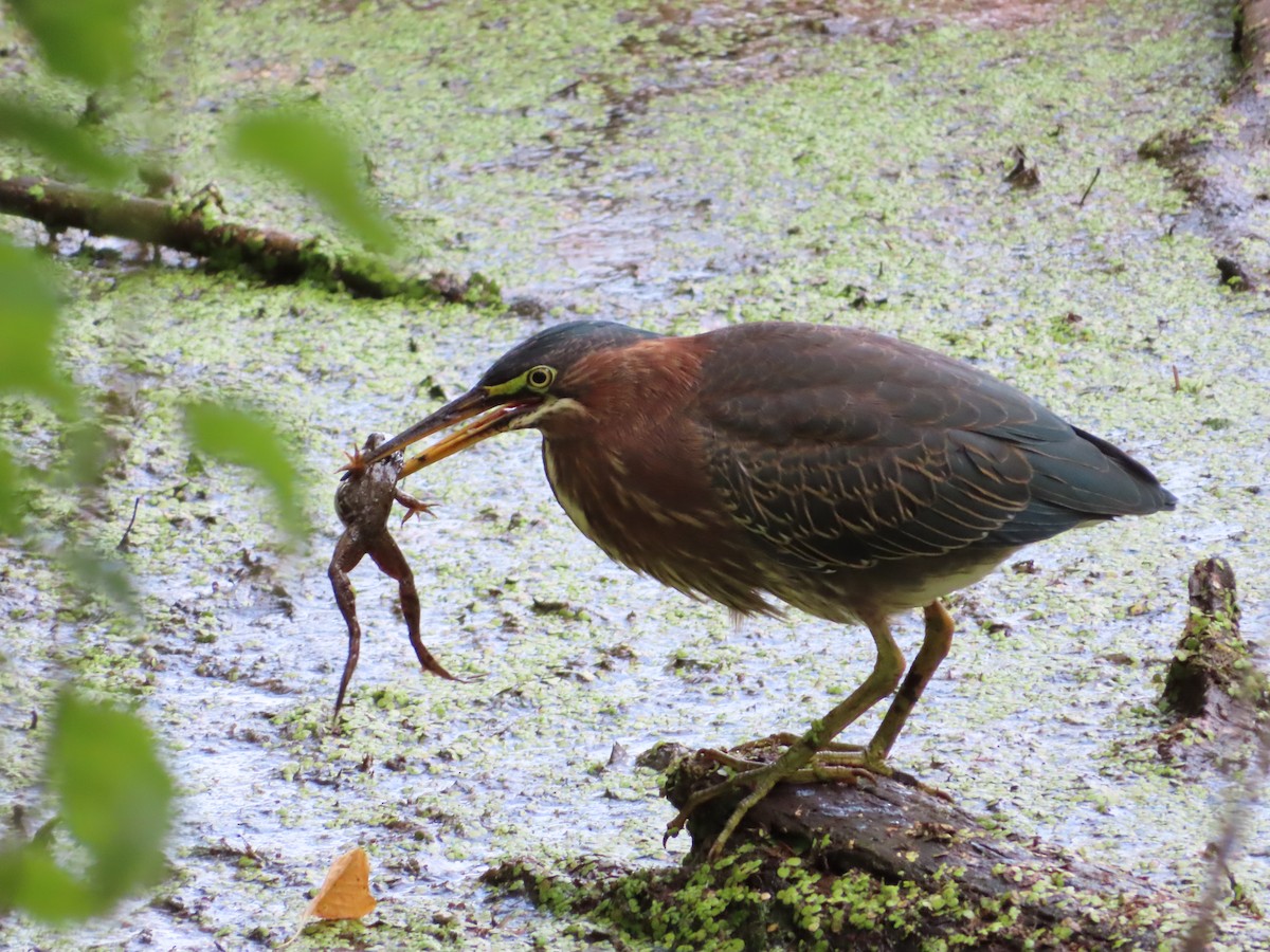 Green Heron - ML640008514