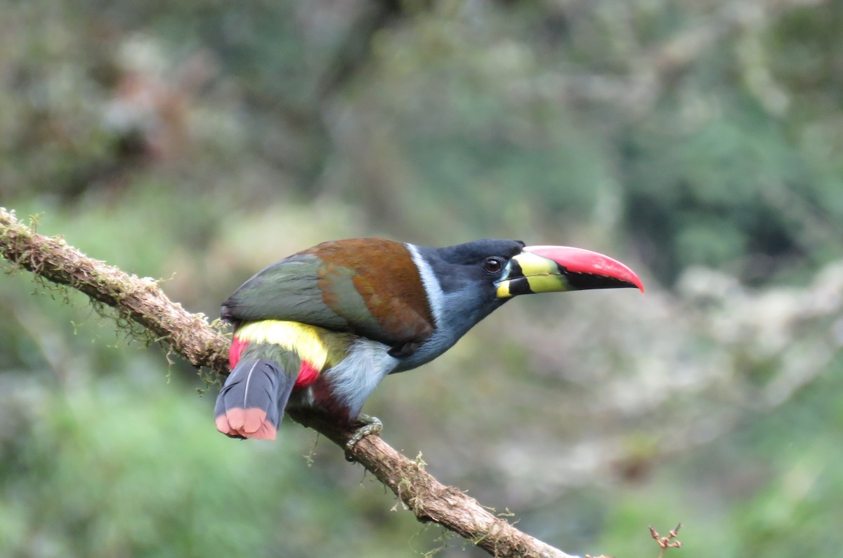 Gray-breasted Mountain-Toucan - ML640008544