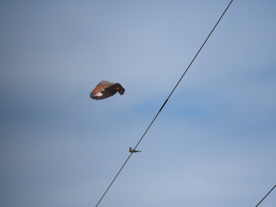 Caracara Carancho (norteño) - ML640008586