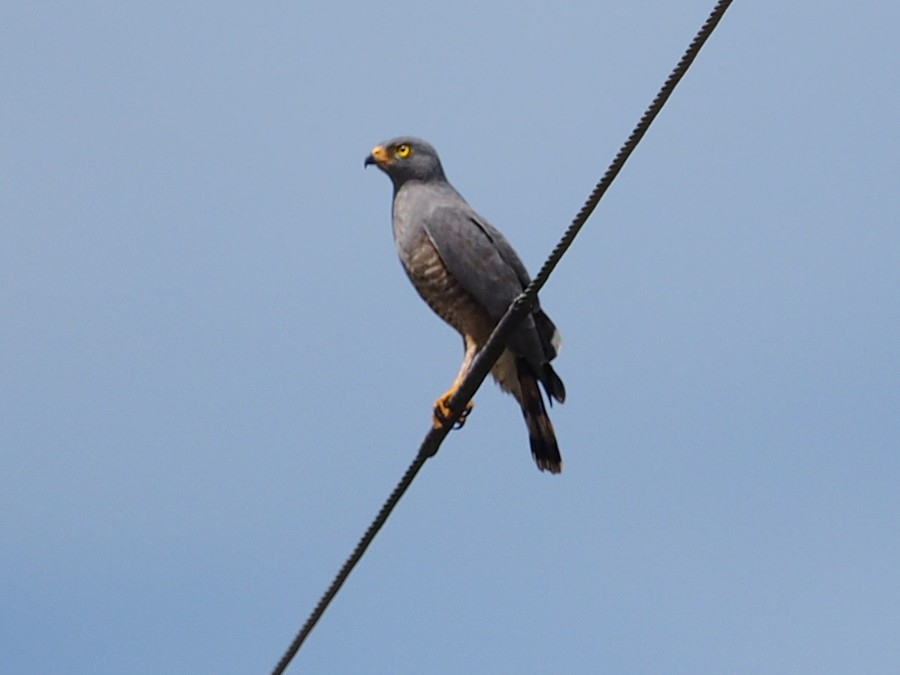 Caracara Carancho (norteño) - ML640008587