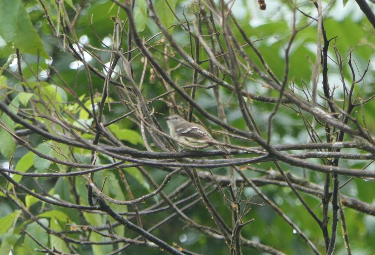 Olive-chested Flycatcher - ML640008600