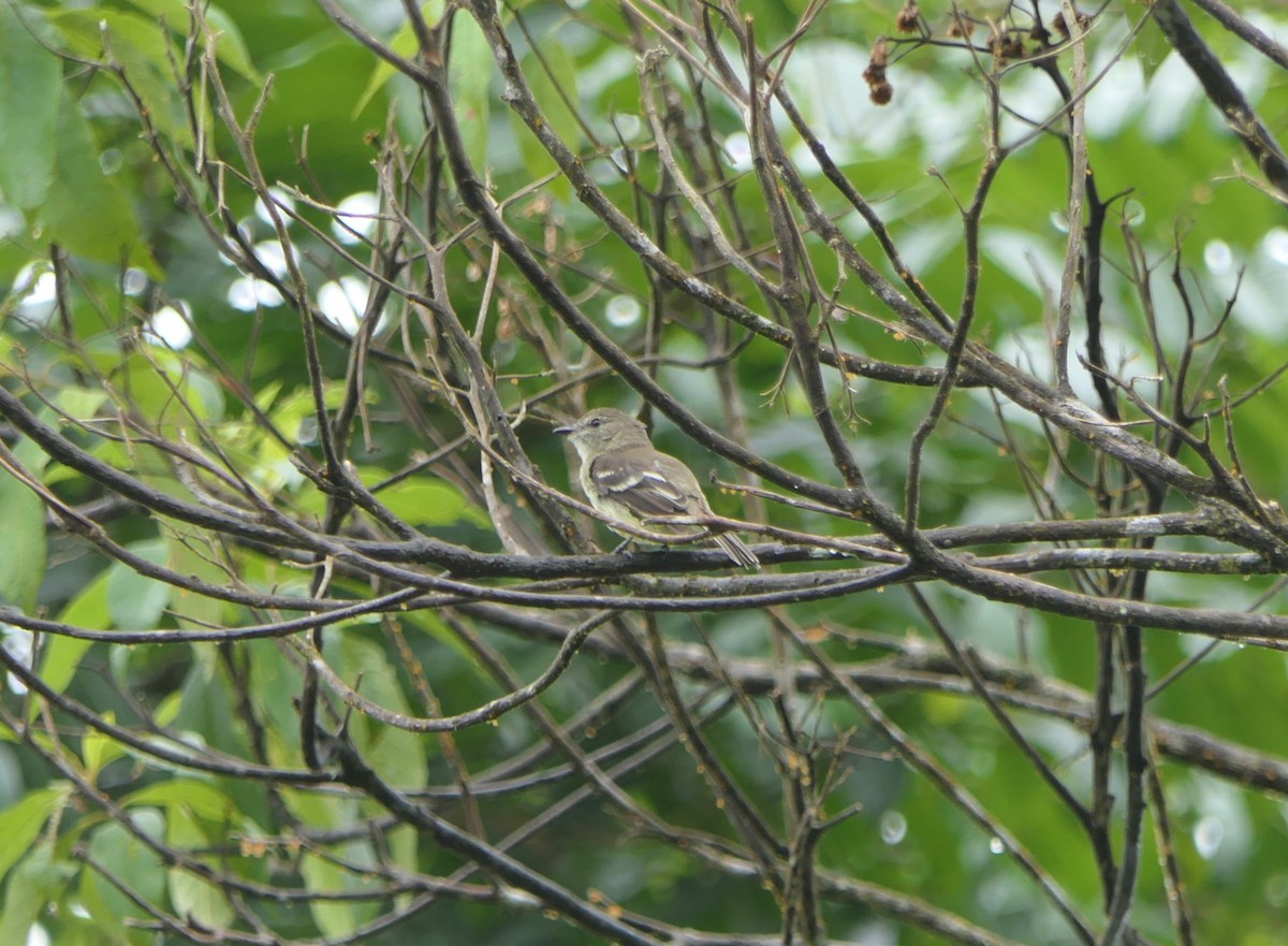 Olive-chested Flycatcher - ML640008601