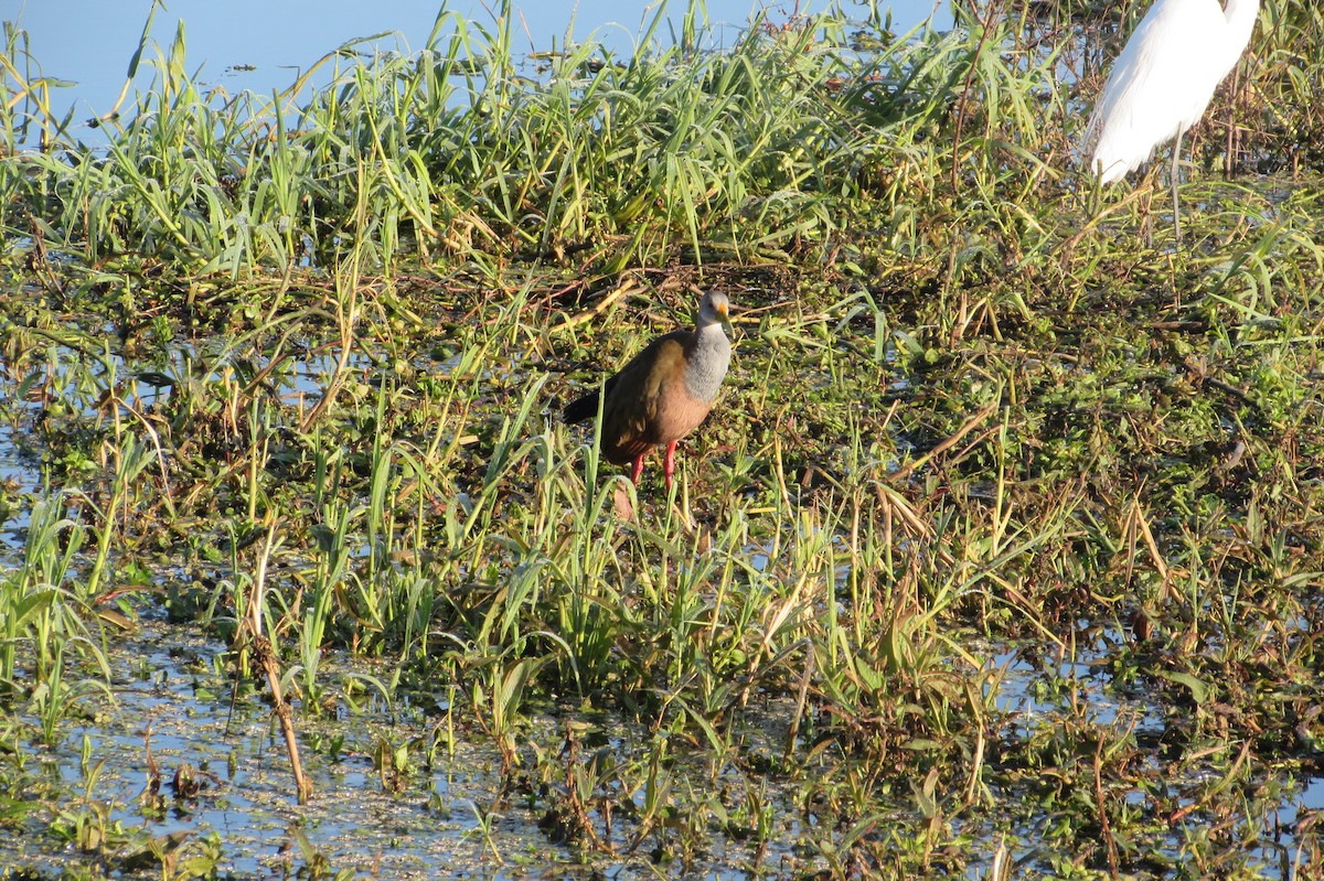 Giant Wood-Rail - ML640008630