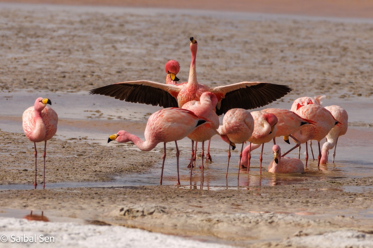James's Flamingo - ML640008662