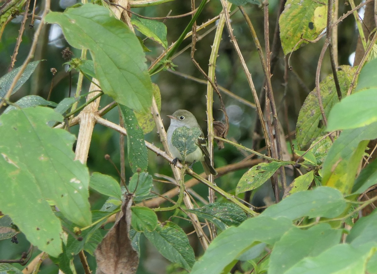 Small-billed Elaenia - ML640008664