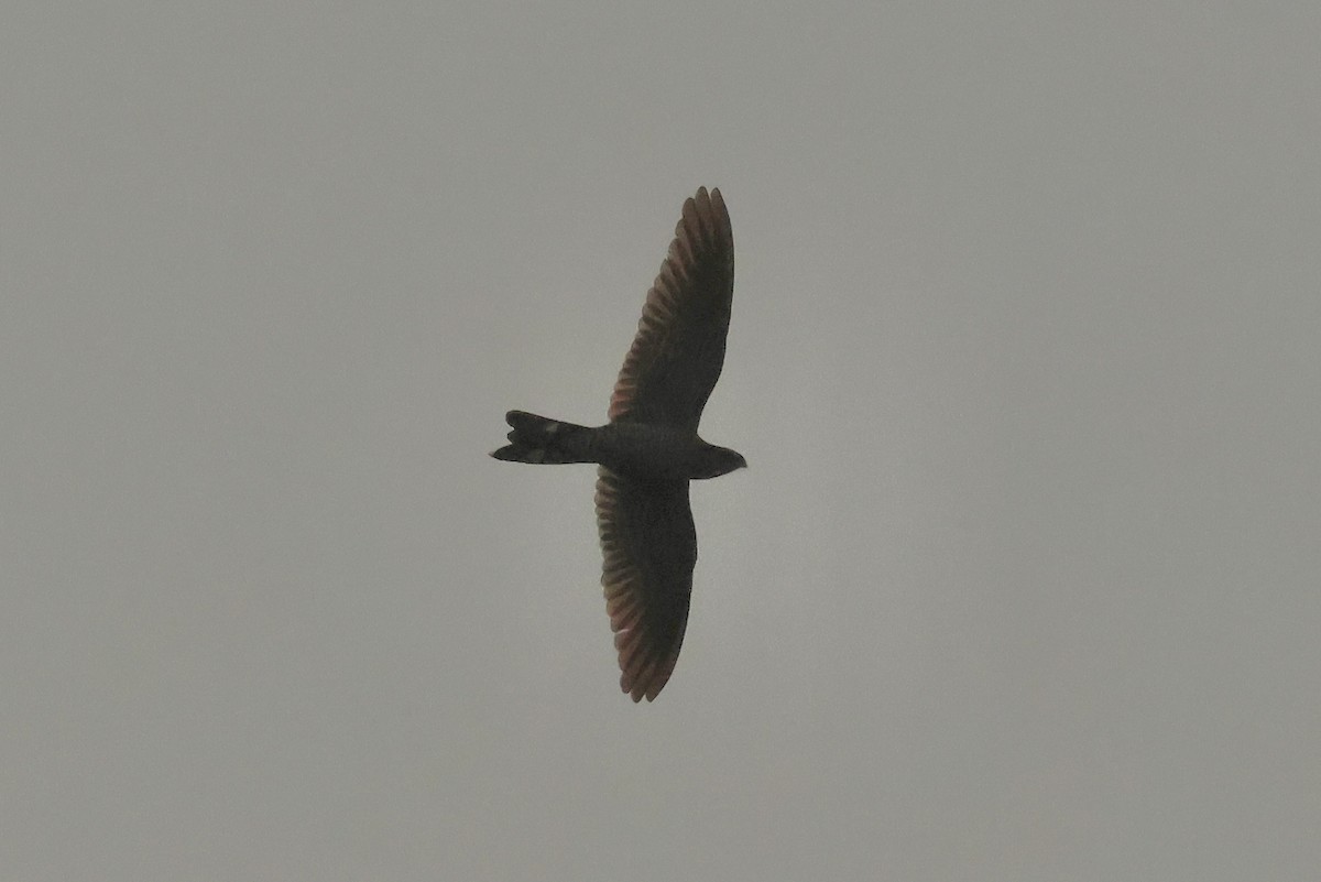 Band-tailed Nighthawk - ML640008710