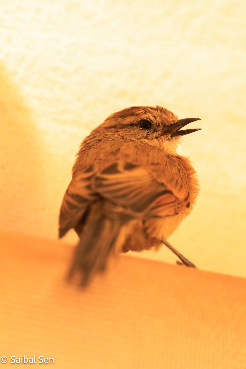 Plain-mantled Tit-Spinetail - ML640008752