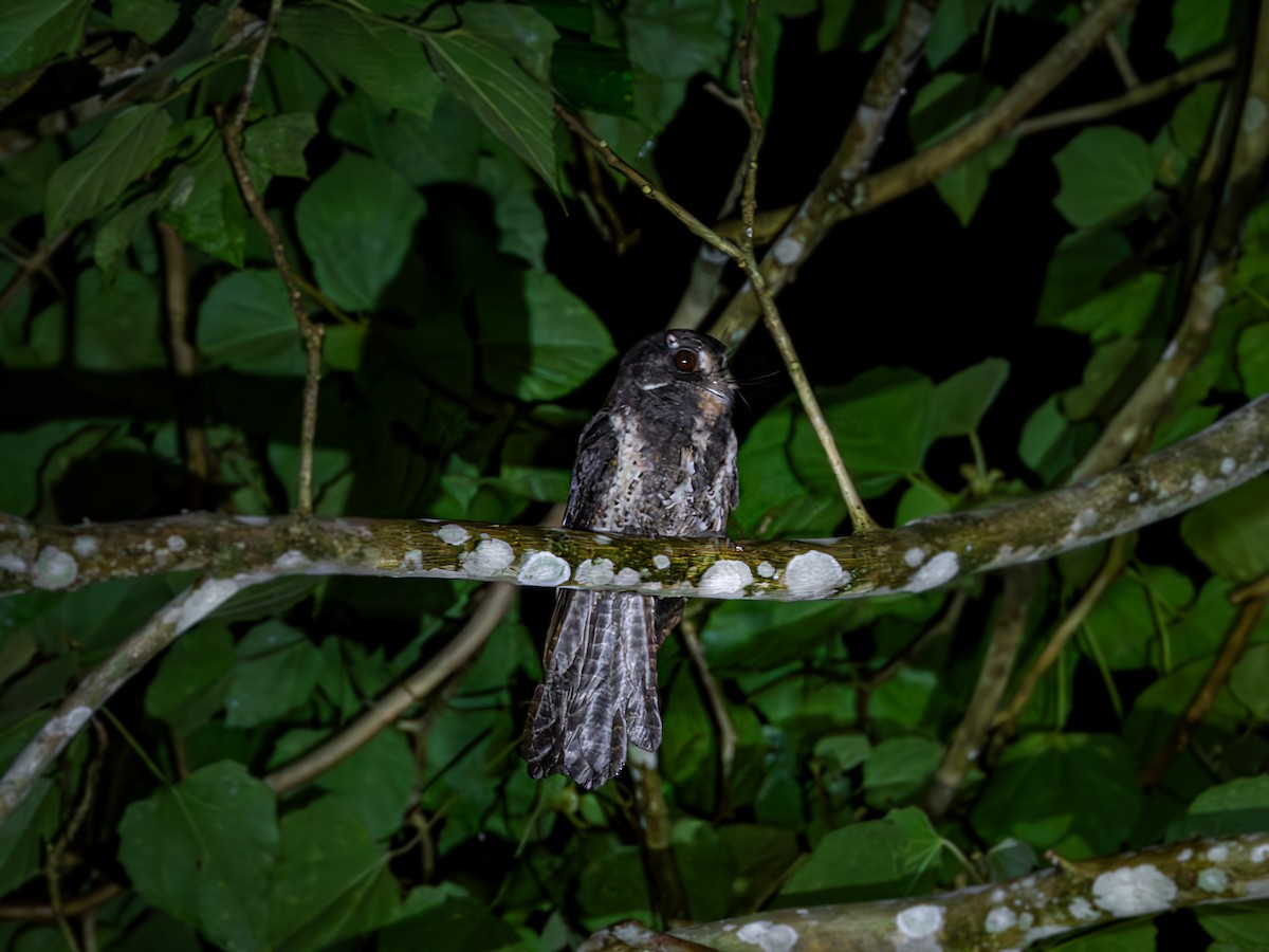 Moluccan Owlet-nightjar - ML640008762