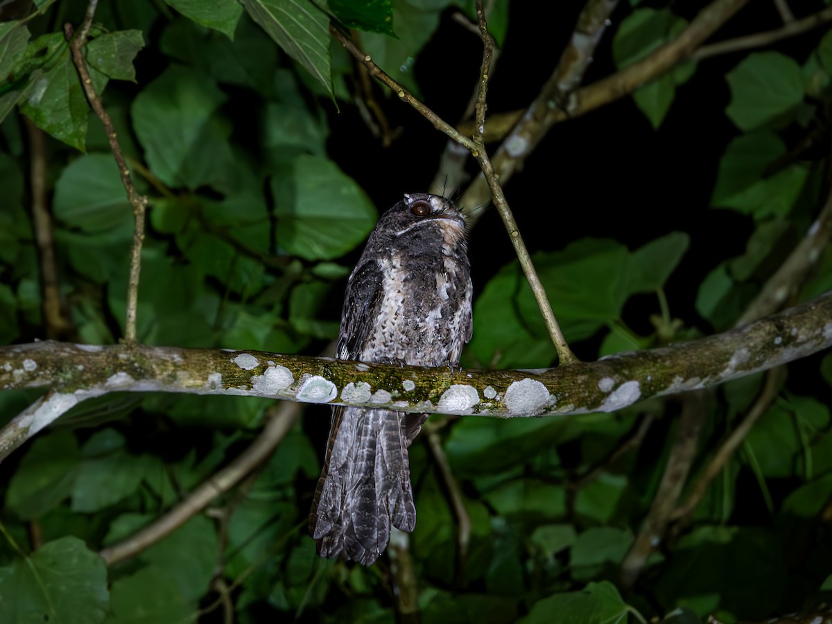 Moluccan Owlet-nightjar - ML640008763