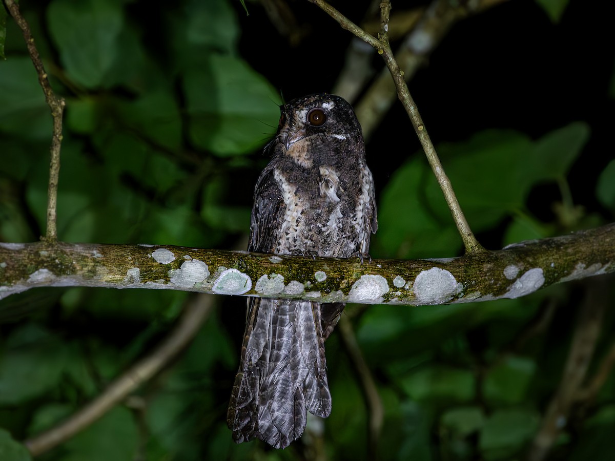 Moluccan Owlet-nightjar - ML640008764