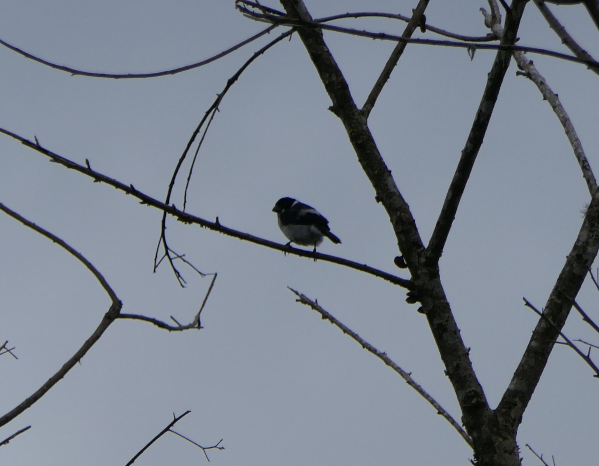 Wing-barred Seedeater (Caqueta) - ML640008822