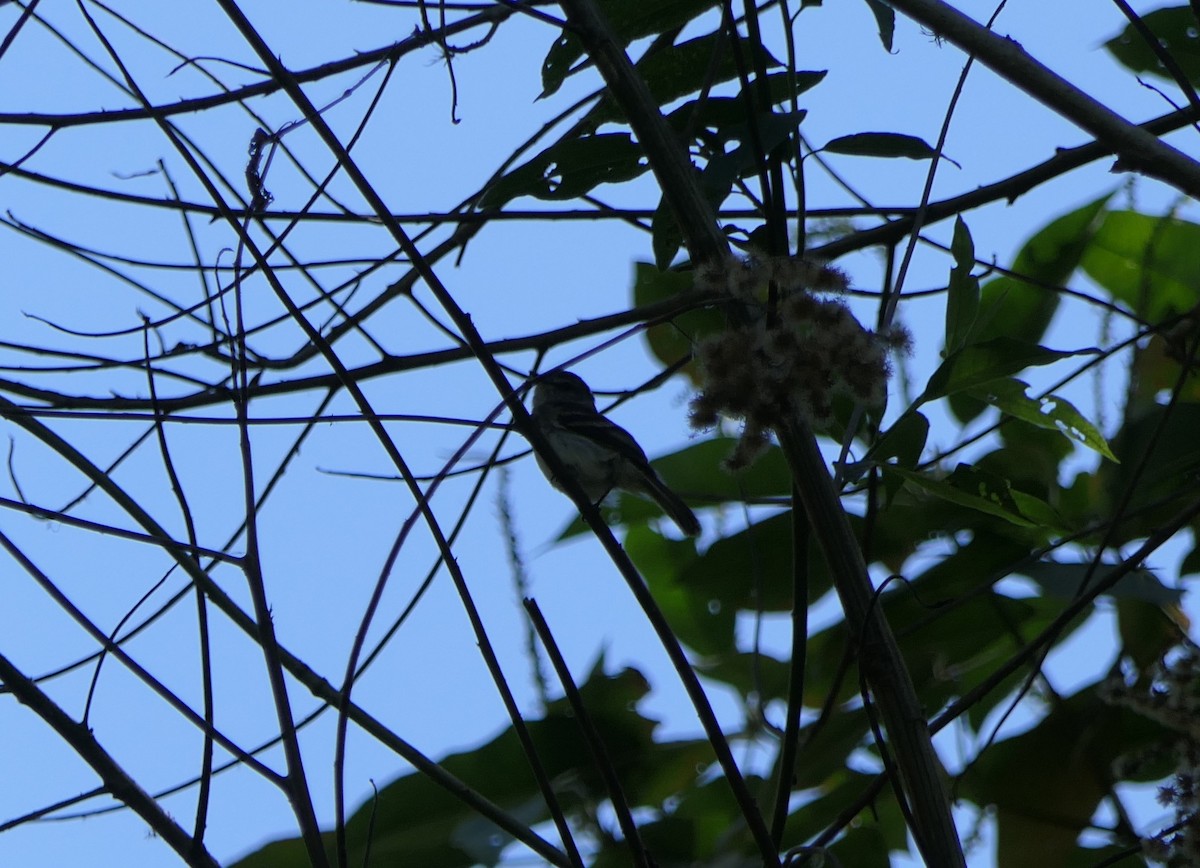 Mouse-gray Flycatcher - ML640008936