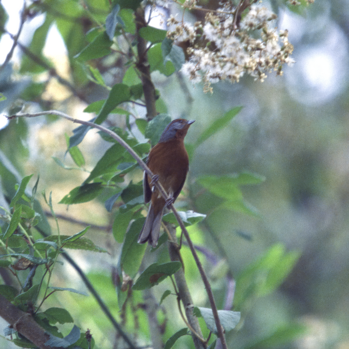 Rusty-browed Warbling Finch - ML640008966