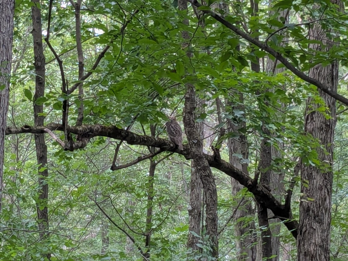 Great Horned Owl - ML640009033