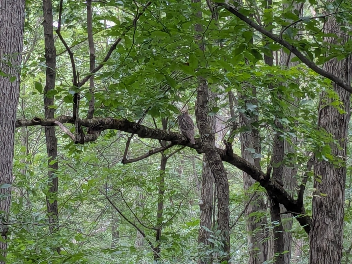 Great Horned Owl - ML640009034