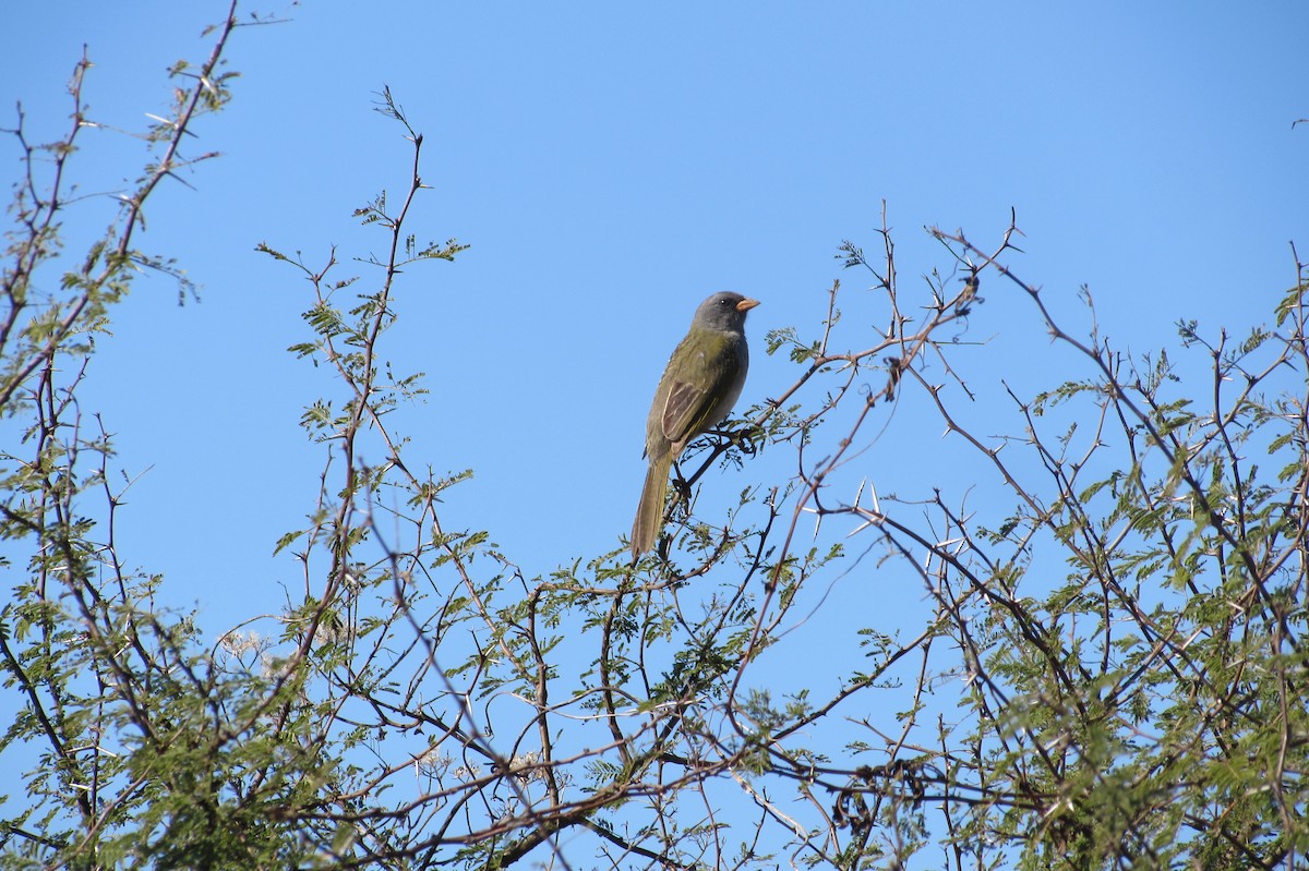 Great Pampa-Finch - ML640009115