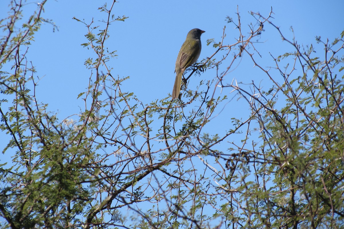 Great Pampa-Finch - ML640009116