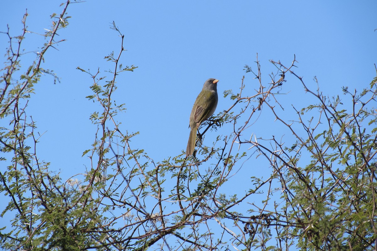Great Pampa-Finch - ML640009117