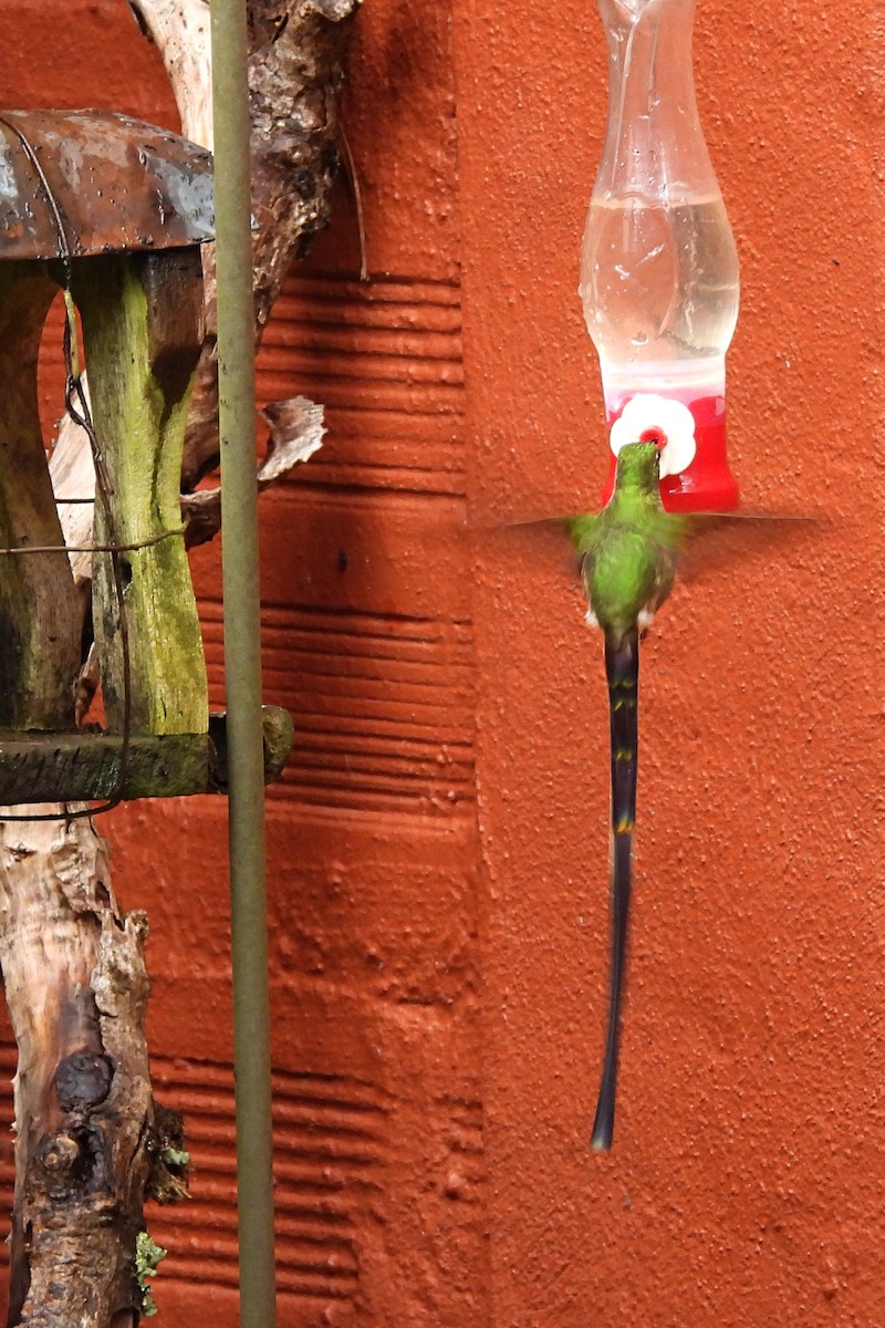 Black-tailed Trainbearer - ML640009306