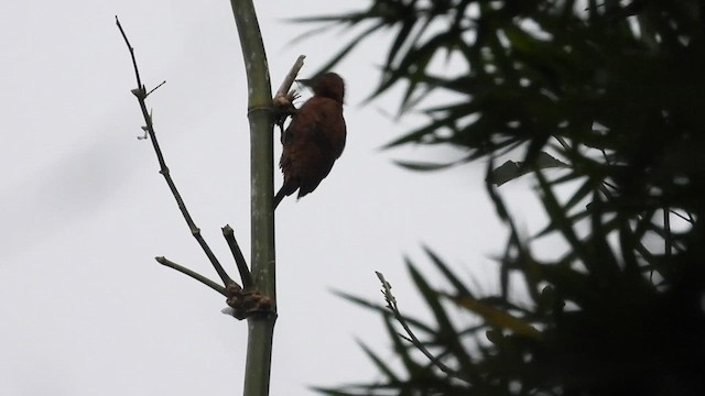 Rufous Woodpecker - ML640009374