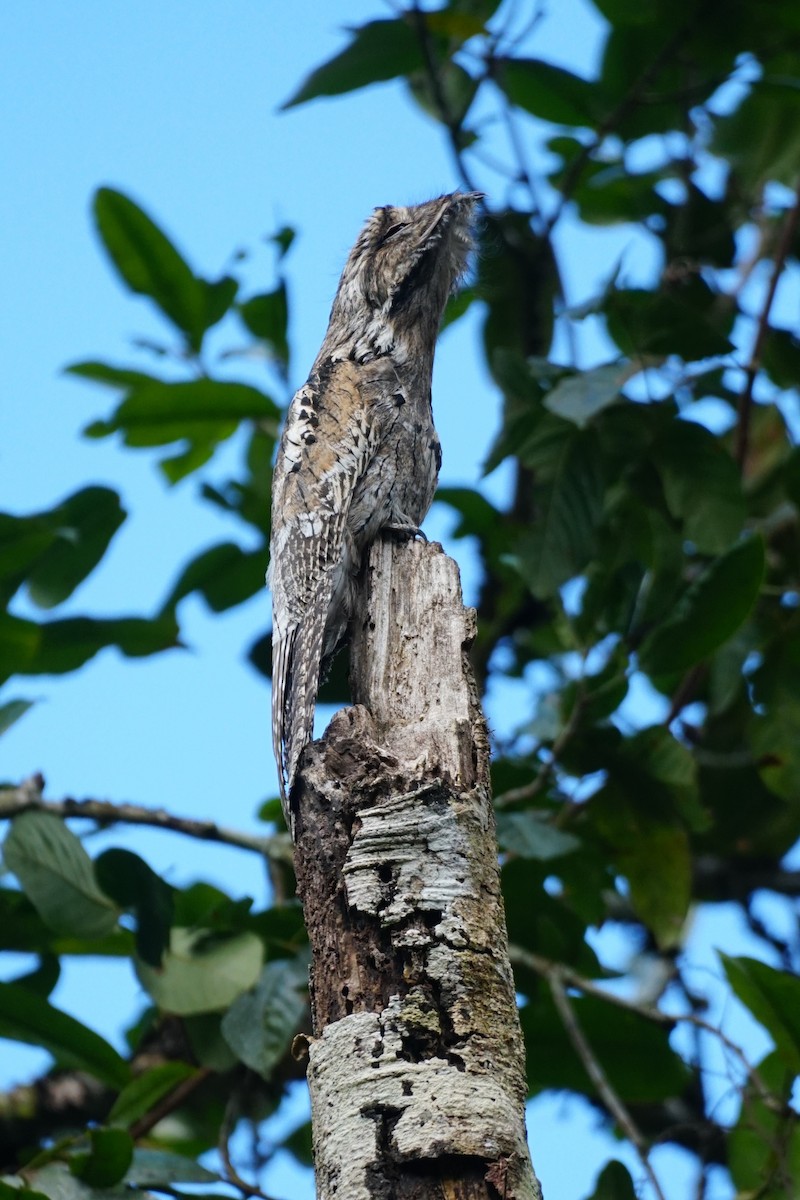 Common Potoo - ML640009379