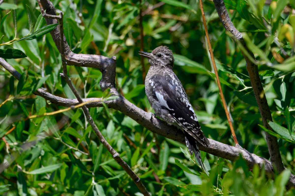 Red-naped Sapsucker - ML640009407