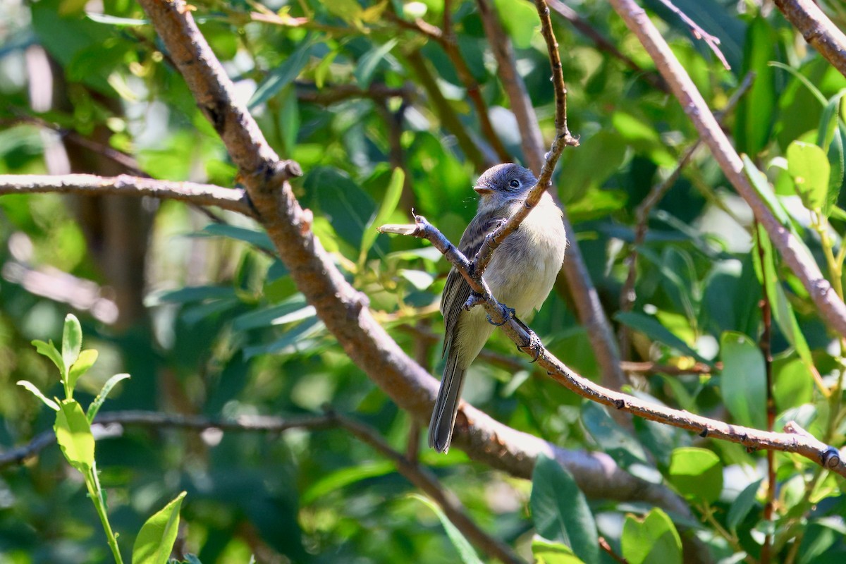 Dusky Flycatcher - ML640009412