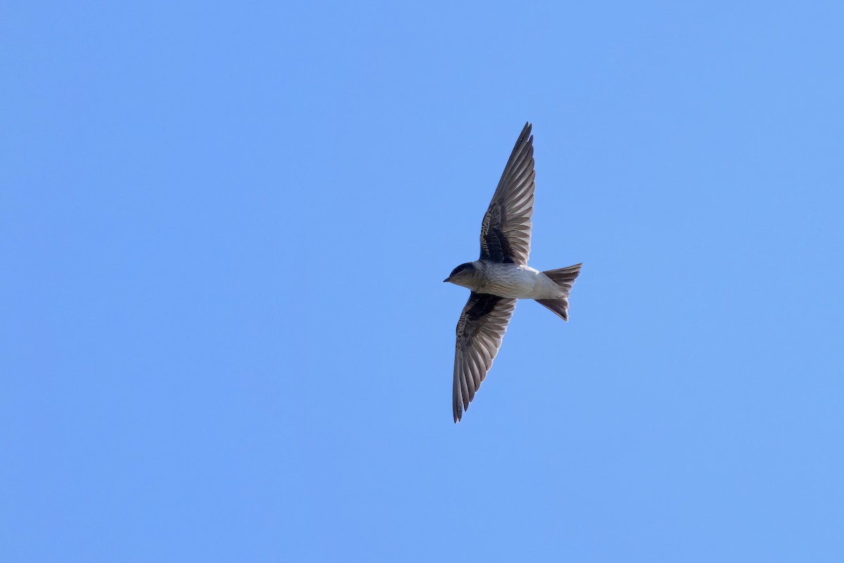 Purple Martin - ML640009416