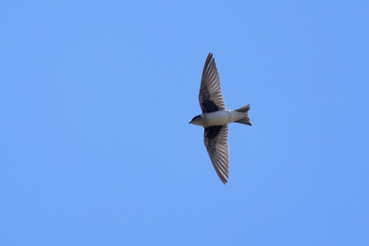 Purple Martin - ML640009418