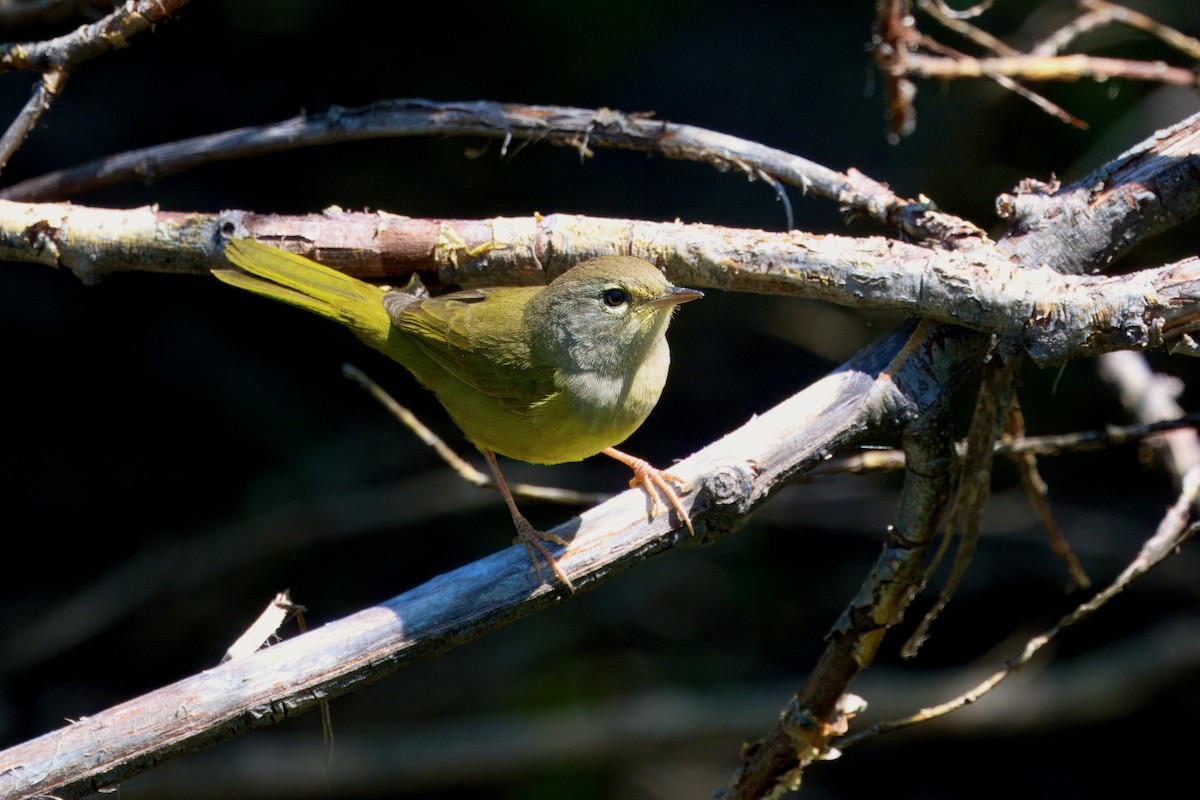 MacGillivray's Warbler - ML640009423