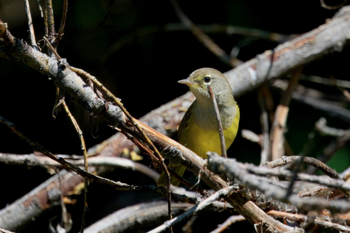 MacGillivray's Warbler - ML640009428