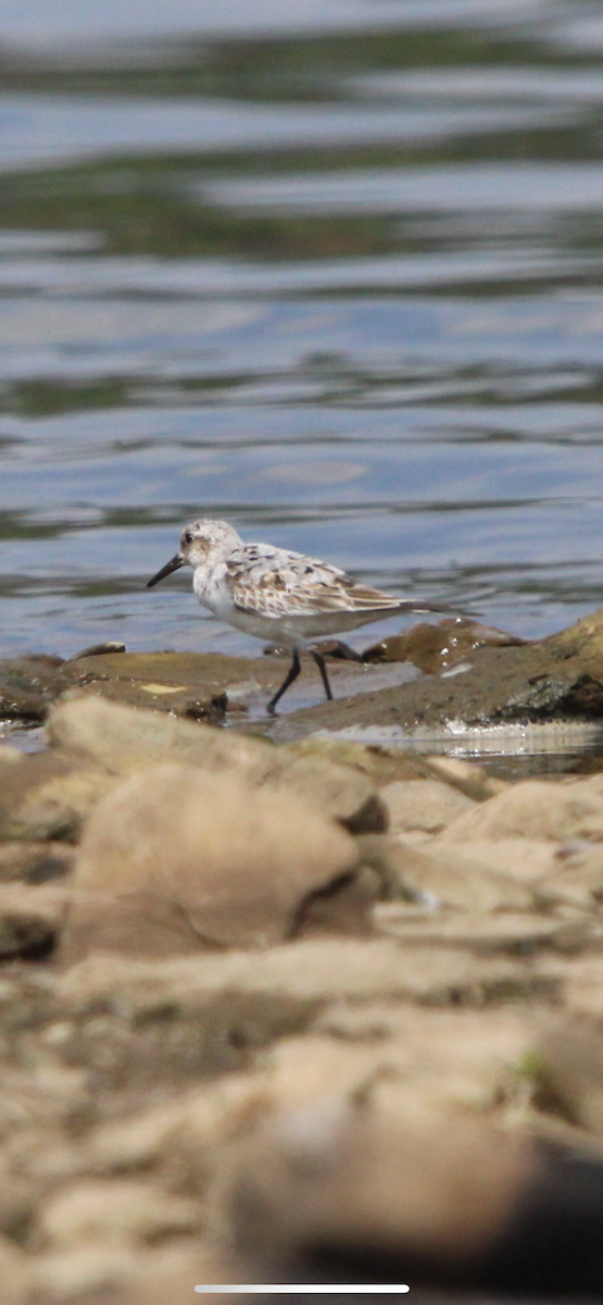 Sanderling - ML640009445